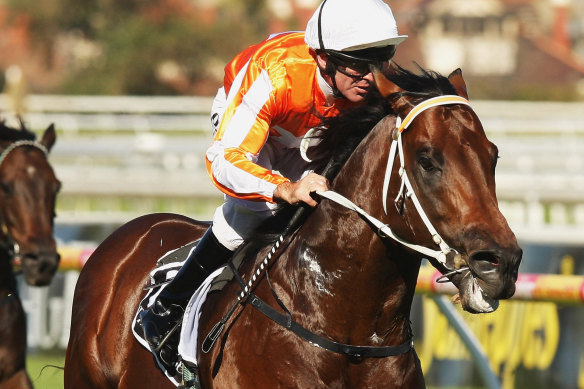 A son of super sire I Am Invincible will hit the track on Thursday.