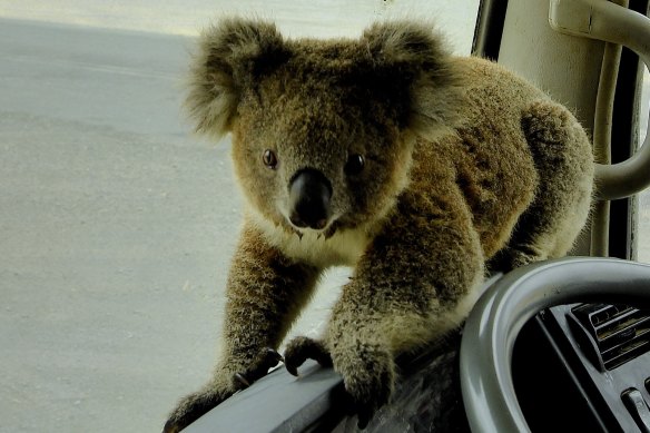 "Sunshine" - the koala formerly dubbed "Tinny Arse" by his rescuer - is now doing well after receiving urgent medical help.
