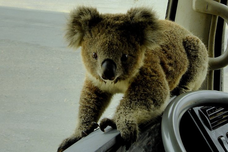 Sunshine Koala Saved From Bushfire Expected To Survive After Treatment