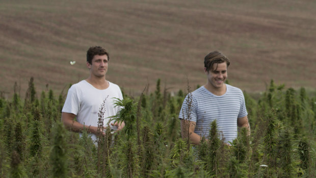 Nathan McNiece and Tim Crow are growing legal food grade hemp.