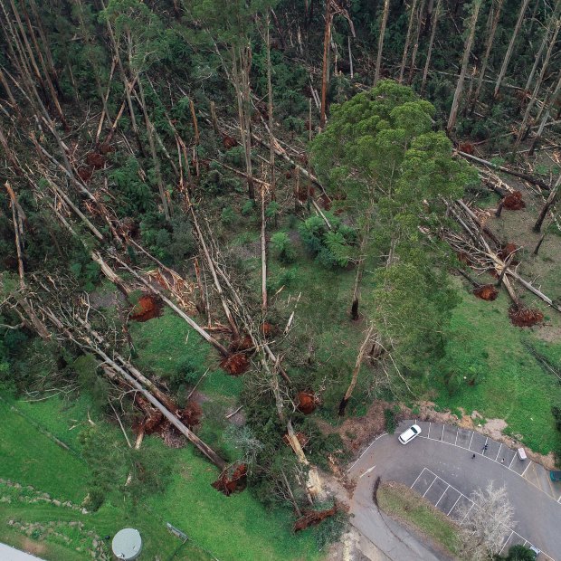 Massive trees fell like ninepins near Mount Dandenong Primary School. 