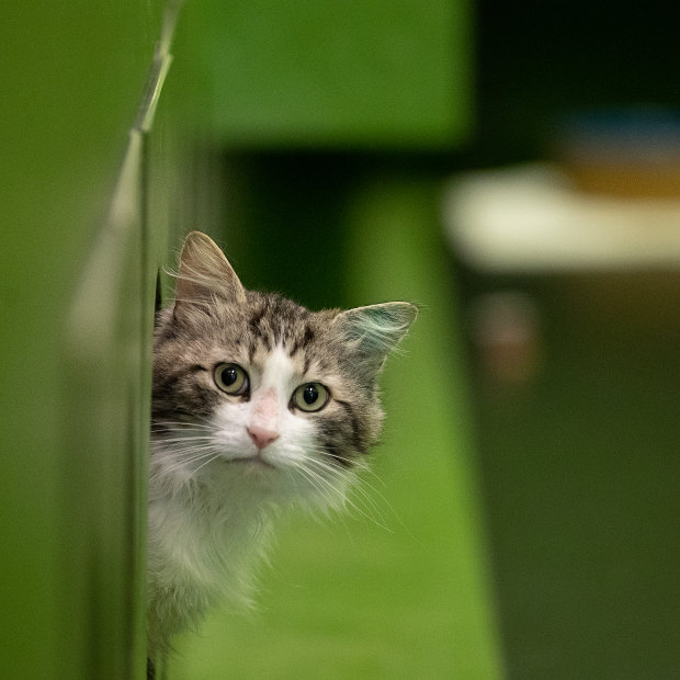 A cat in the adoption centre.