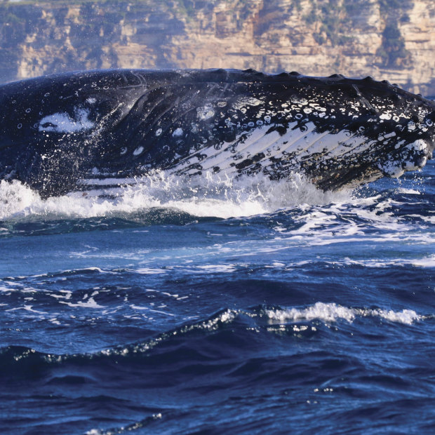 A humpback off the coast of Sydney.