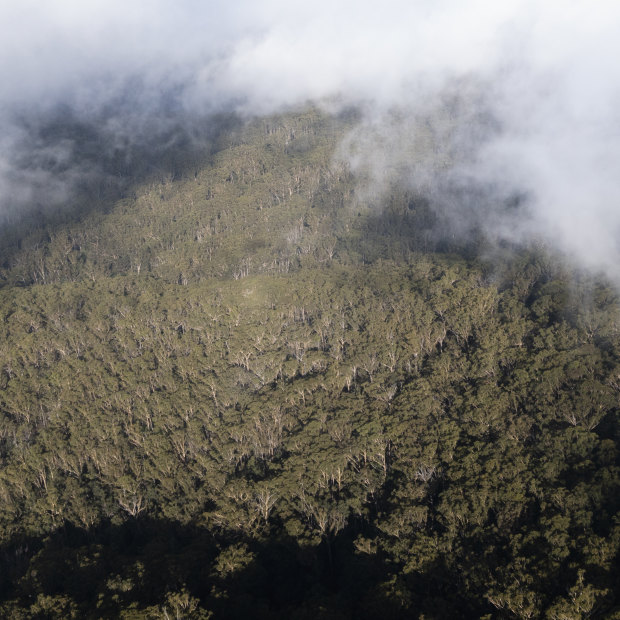 Yarriabini National Park will be part of the proposed Great Koala National Park on the Mid North Coast of NSW. Up 176,000 hectares of state forest is under assessment for inclusion as well.
