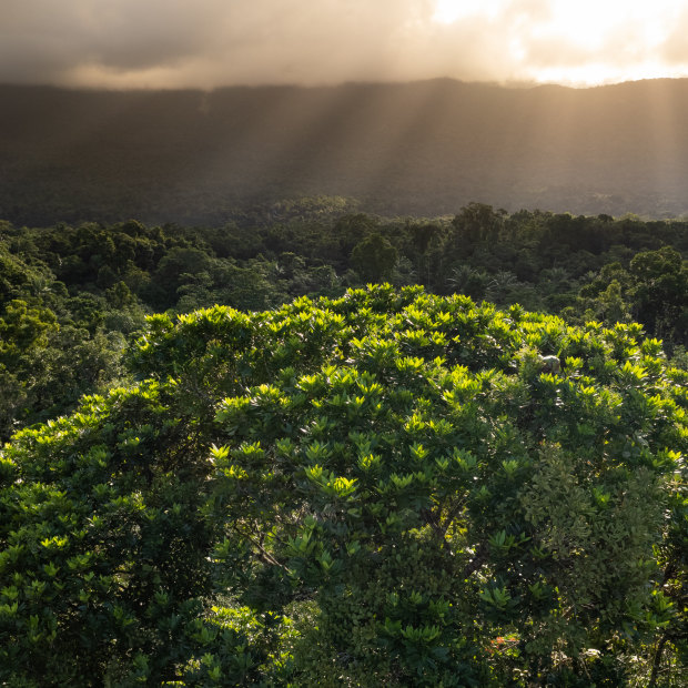 There’s a battle brewing in the Daintree. 