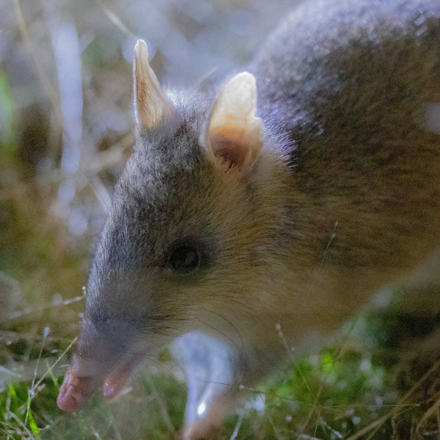 An eastern barred bandicoot at Mt Rothwell Sanctuary.