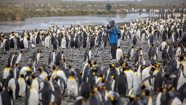Surrounded – king penguins at South Georgia.