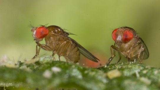 An image of one species of Drosophila, or small fruit flies. Experiments on such flies suggest scientists may be missing out on subtle effects of climate change that have much broader implications.