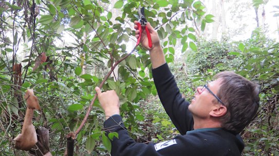 Stig Pedersen: "We can't let the scrub turpentine disappear in the wild." 
