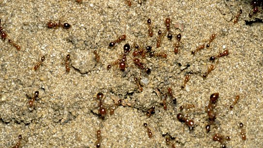 Fire ants pose a huge threat to outdoor living, tourism, agriculture and native ecosystems.