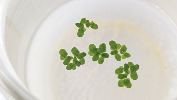 Duckweed could be the protein source astronauts need.