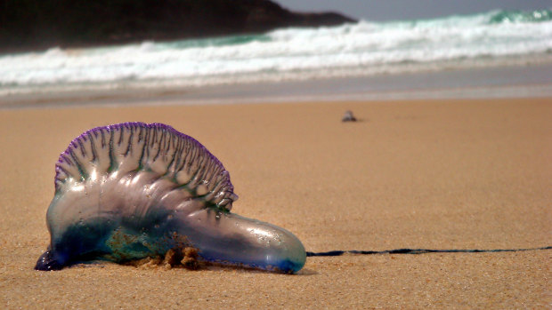 Harpoon-armed aliens wash up in Victoria as bluebottles drift south