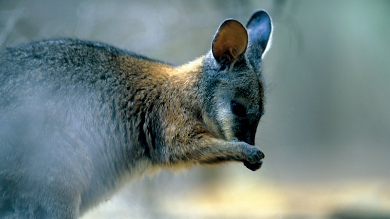 Starving wallabies will be sedated and moved after mass deaths