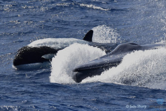 A killer whale in the process of hunting the blue whale off the coast of Western Australia.