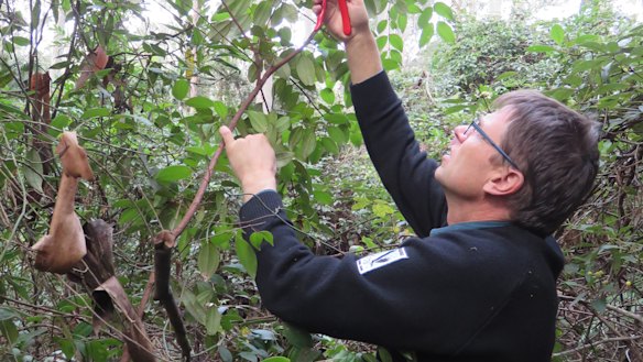 Stig Pedersen: "We can't let the scrub turpentine disappear in the wild." 