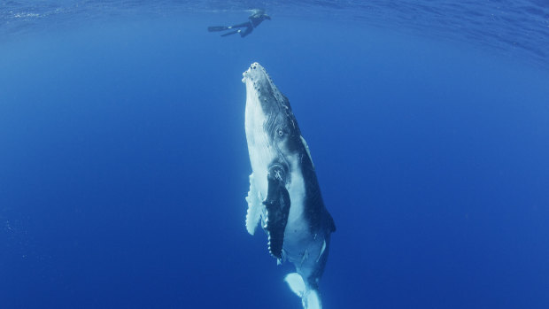 A humpback whale calf ascends to the surface to breathe. A new study found whales like playing with seaweed.