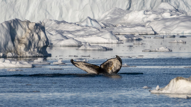 A whale diving in Ilulissat, Greenland.