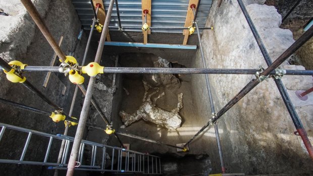 Scaffolding frames the remains of a horse, found in the stable of a villa in Pompeii.