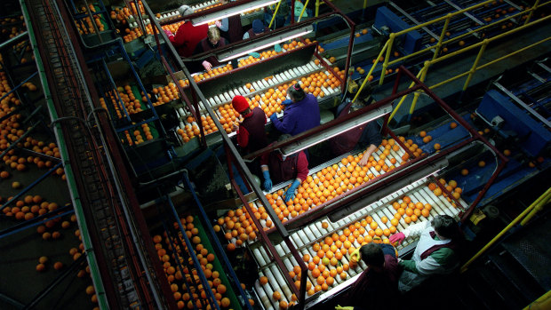 Workers at the Mildura Fruit Company, which is owned by Chinese conglomerate Bright Food Group.