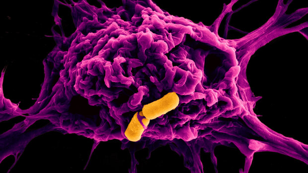 The battle as a purple immune cell tries to devour an invading stomach bug (the yellow rod-shaped bacteria).