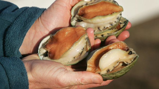 Abalone season runs across several consecutive weekends from December to February. 