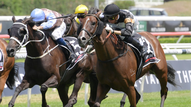 Too late: Hugh Bowman, left, urges Gayatri to the line but can't pick up Curata Princess, right.