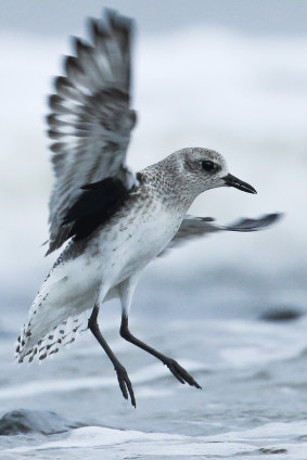 The Grey Plover is in precipitous decline.