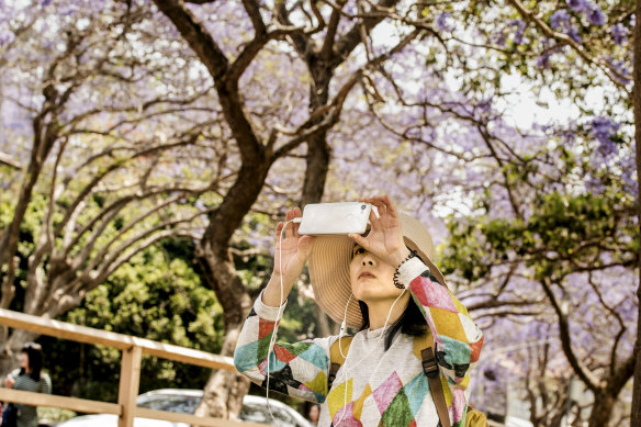 A visitor to McDougall Street photographs the jacaranda trees. 