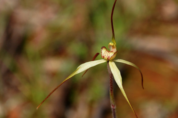 A Sand-hill Spider Orchid.