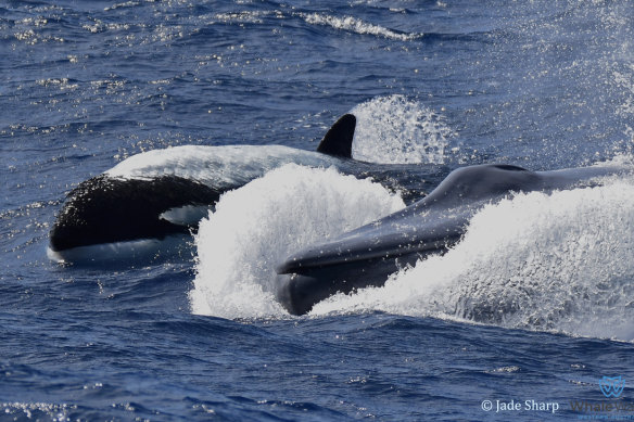 A killer whale in the process of hunting the blue whale off the coast of Western Australia.