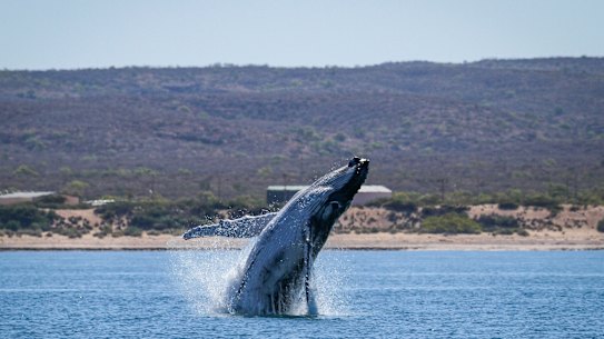 A humpback jumps near Qualing Pool in the Exmouth Gulf.