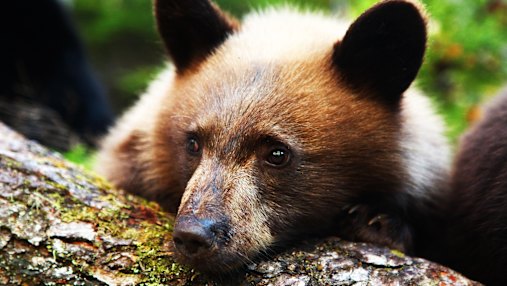 There are signs the market is turning bearish.