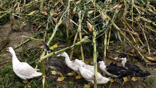 Ducks pass by a cornfield totally damaged by strong winds from Typhoon Mangkhut as it barreled across Tuguegarao city, in northeastern Philippines.
