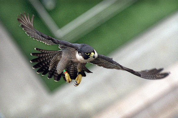 A peregrine falcon flies between city buildings.