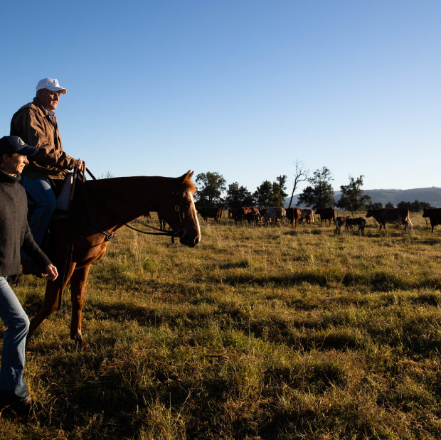 Nic Robertson joins her husband Doug, with their horse Hamish, as they muster cattle on their property near Scone. 