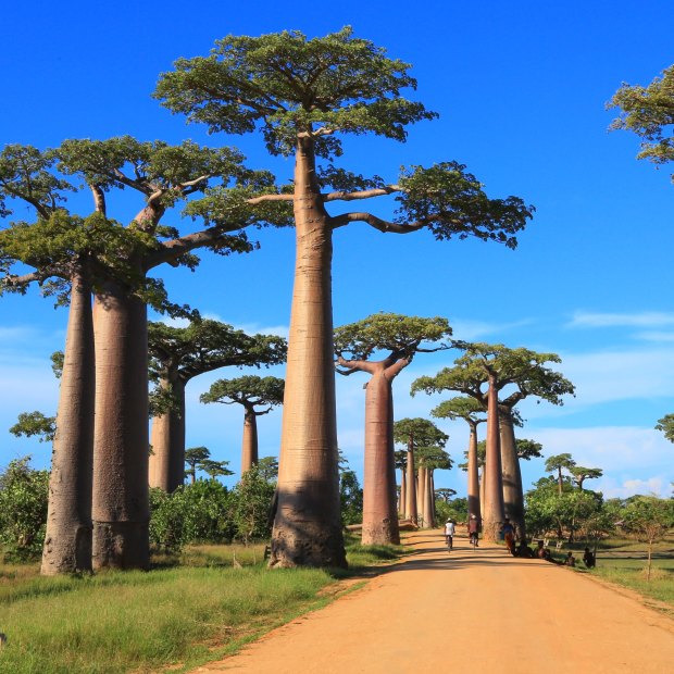 You’ll find boabs everywhere in Madagascar, but this avenue near Morondava is iconic.