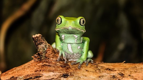 The frog's skin produces psychoactive secretions.