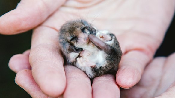 Great Southern cat cull: Major conservation group joins state and ...
