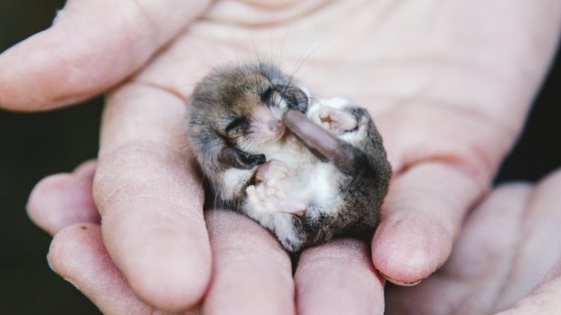 A western pygmy possum trapped in the area. 