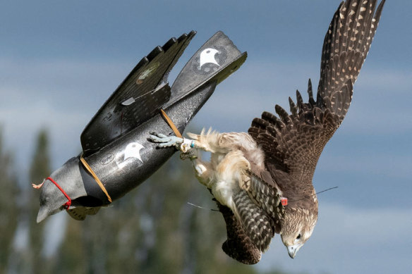 ‘Rocrow’ robotic bird used in the rehabilitation of gyrfalcon.