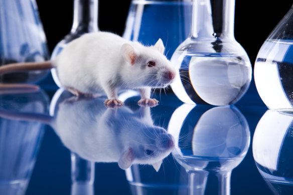 The Animal Resources Centre provides rats and mice for researchers across the country.