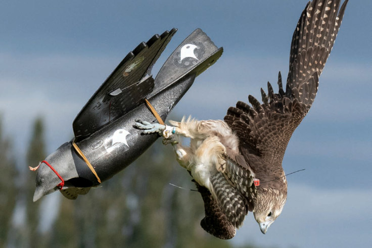 Robotic hotsell bird drone
