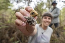 Sequoia Lewien holds a mycorrhizal fungi extracted from soils in the east Otway region of Victoria.