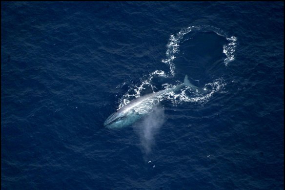 A blue whale takes advantage of the Bonney Upwelling to feast on krill near Portland in south-west Victoria.