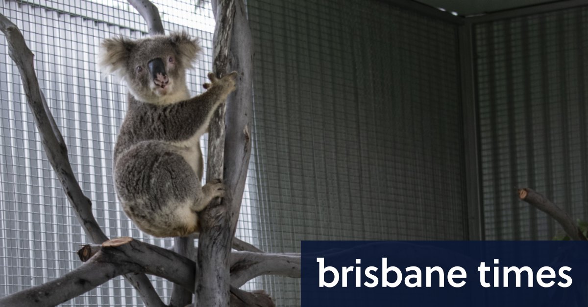 Monty si koala buta di satu mata tetapi fasilitas baru menawarkan harapan untuk kembali ke alam liar