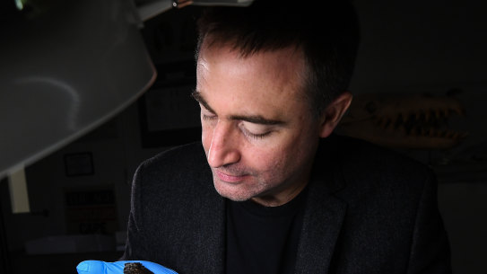Palaeontologist at the Melbourne Museum, Dr Erich Fitzgerald with some of the Triceratops bones.