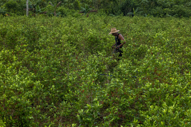 Roger Guzman harvests coca leaves in the small town of Cano Cabra, in central Colombia.