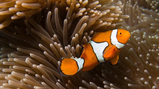 Great Barrier Reef funding faces 'potential' review by National Audit Office