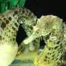 Adult male  pot-bellied seahorses in the laboratory.