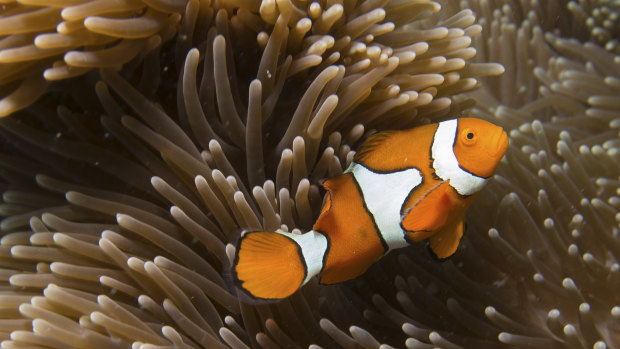 A clown fish on the Great Barrier Reef. The $444 million grant continues to attract attention.